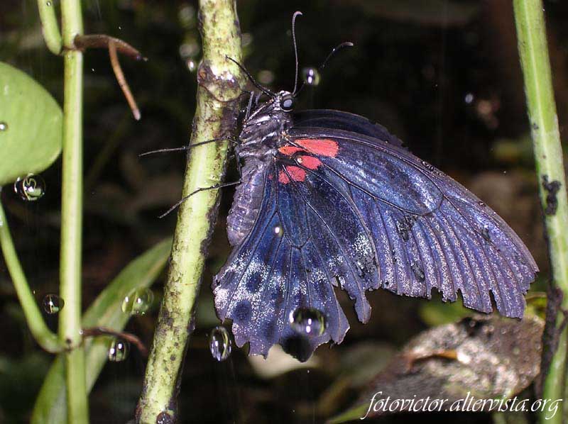 Farfalla