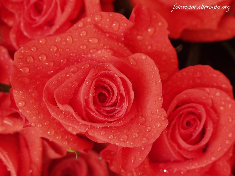 Rosa
