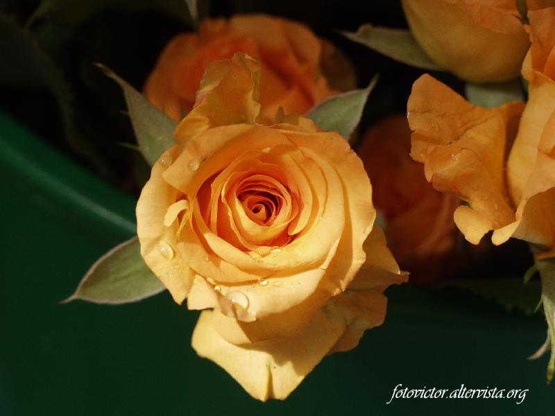 Rosa
