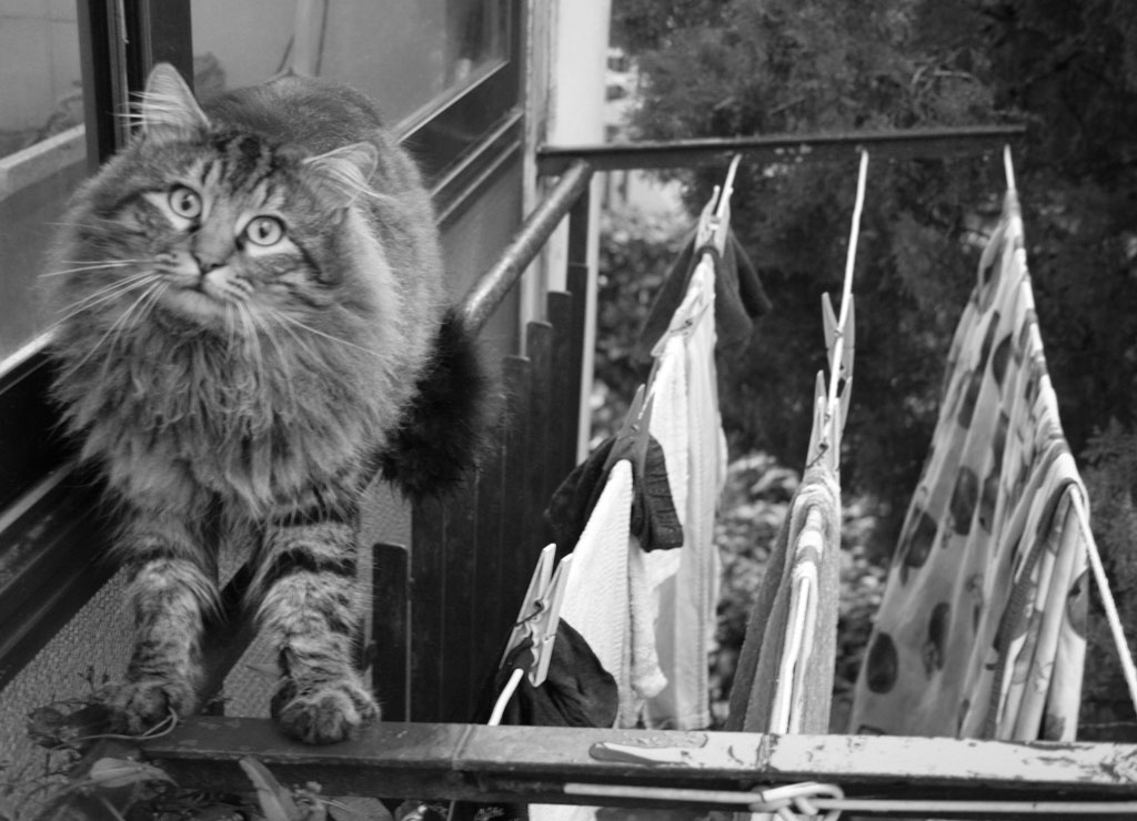Gatto