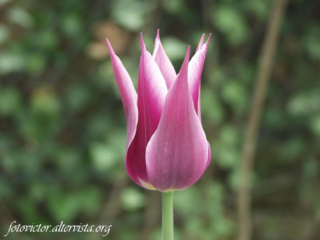 Tulipano