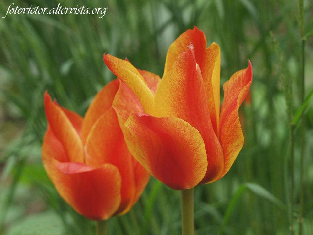 Tulipani