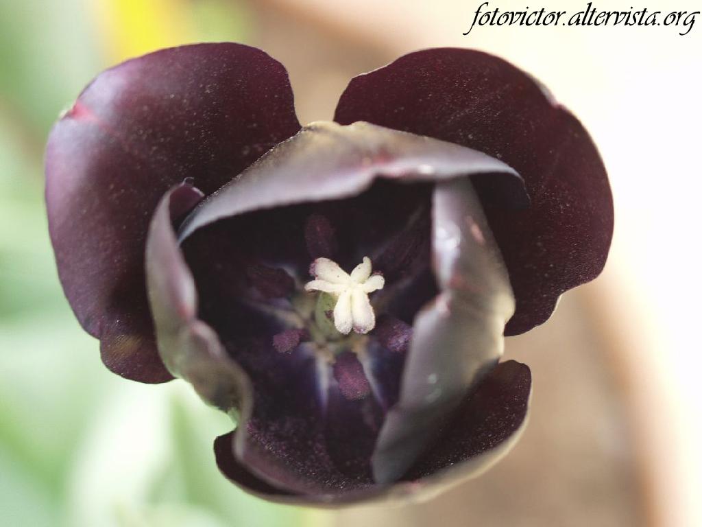 Tulipano nero