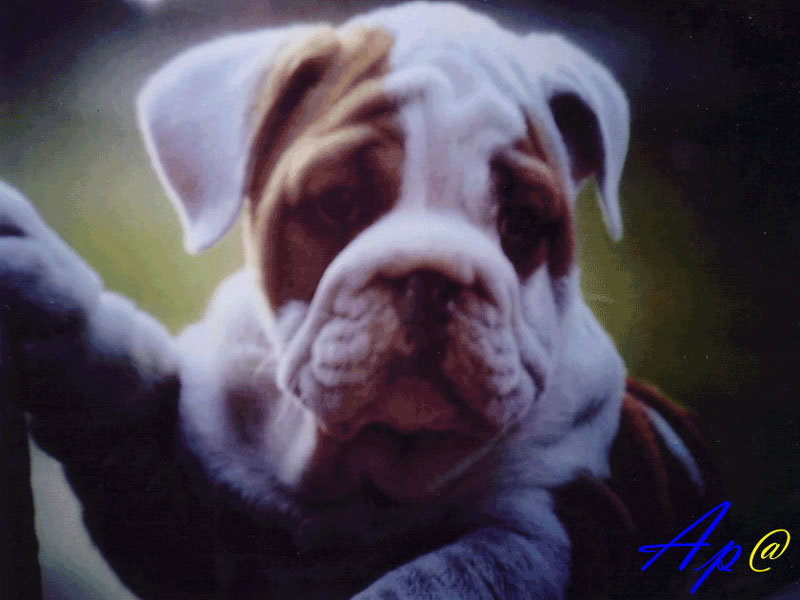 dog
