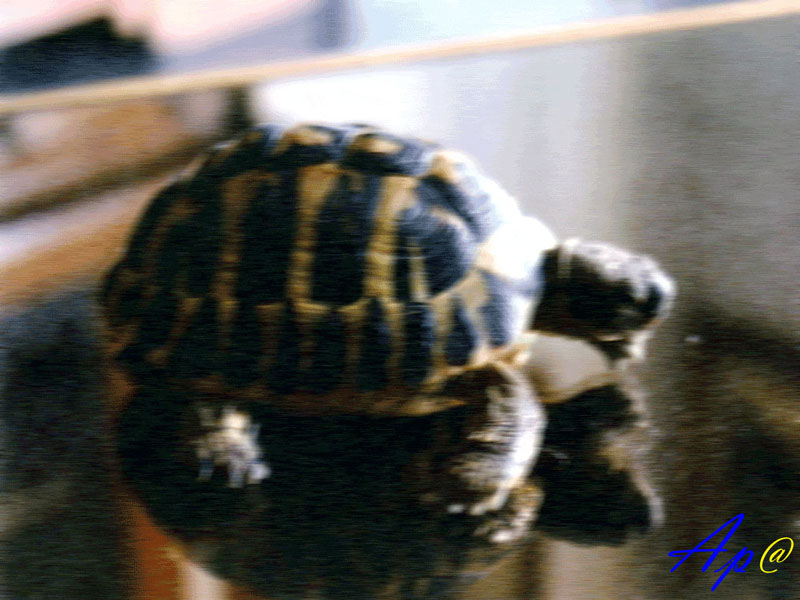 turtles