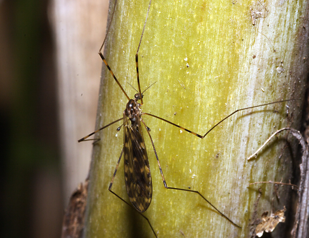 Tipula