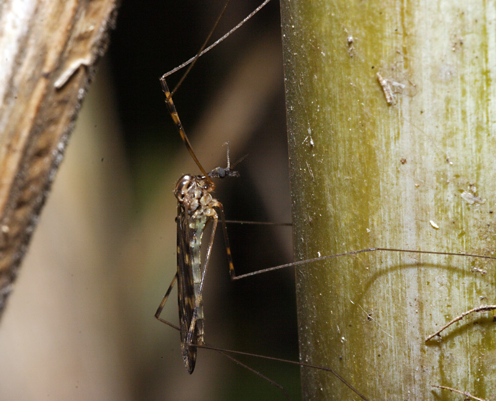 Tipula  di profilo