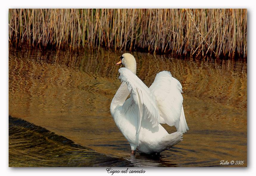 Cigno nel canneto