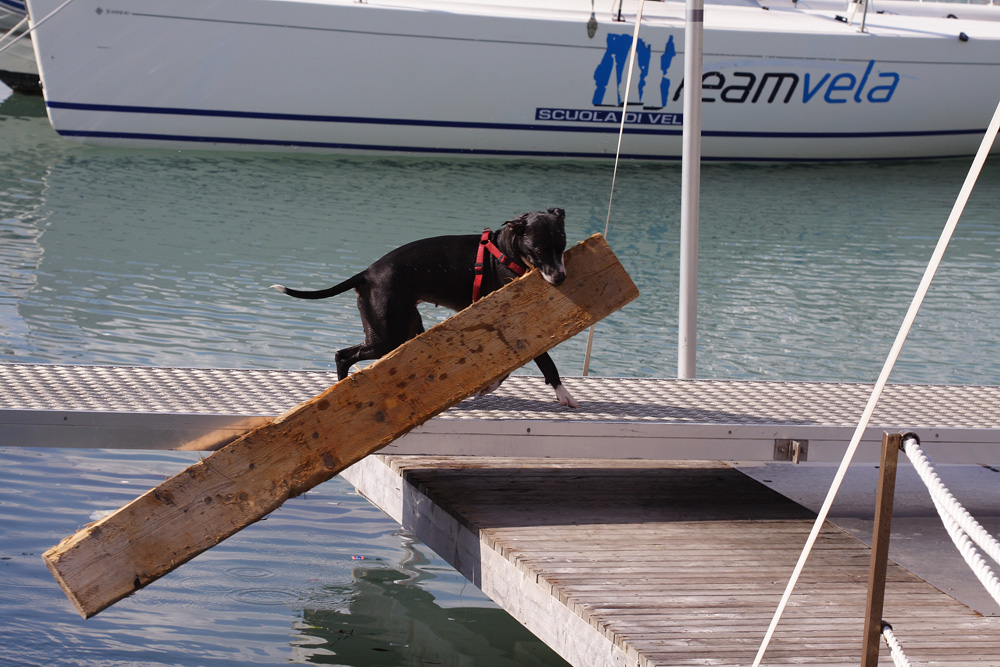 forza bestiale 2....