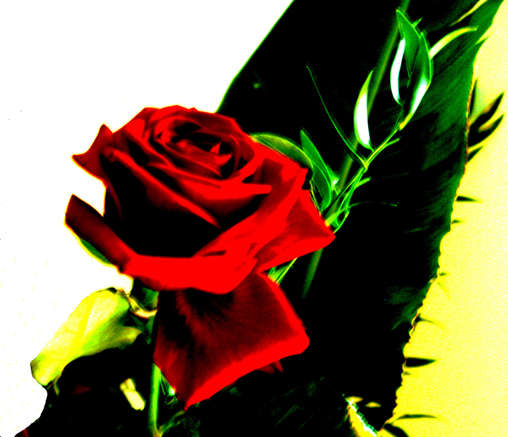 Rosa rossa