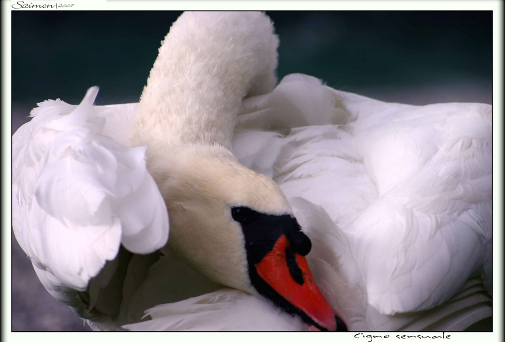 Cigno sensuale