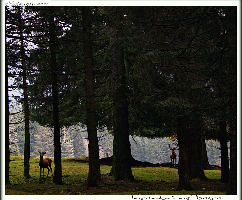 Incontri nel bosco