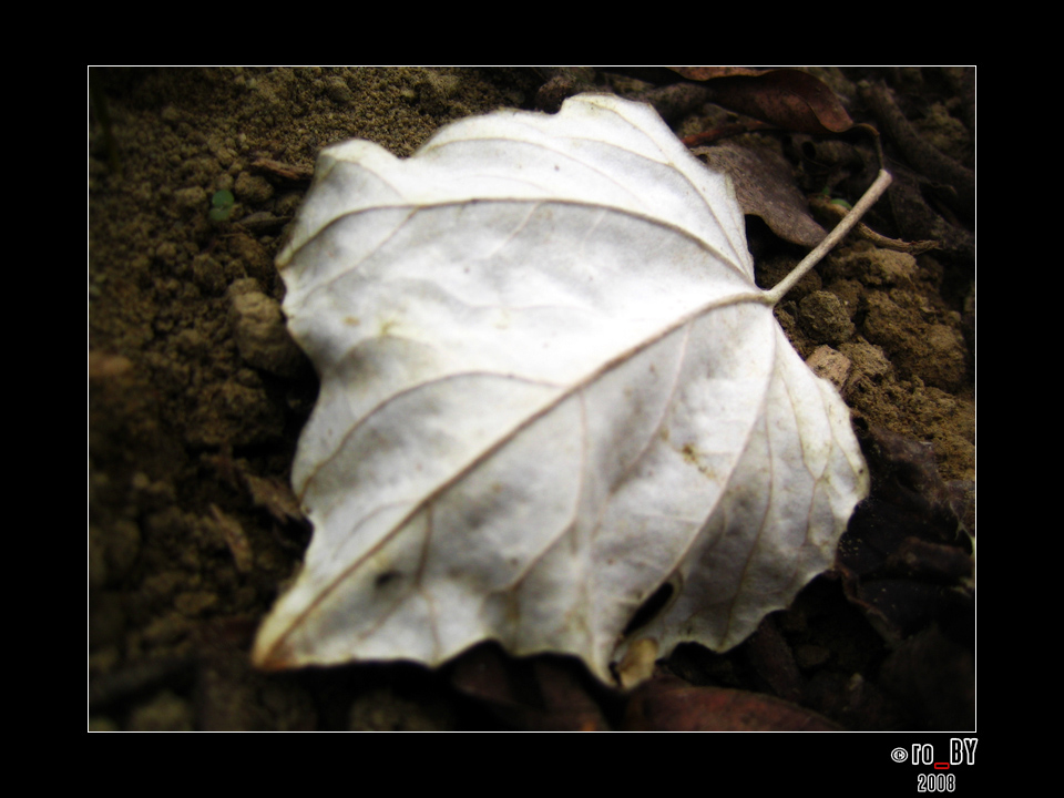 White lady