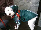 canetto