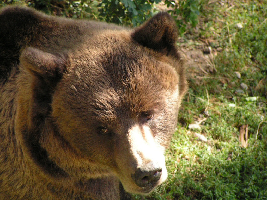 Orso triste