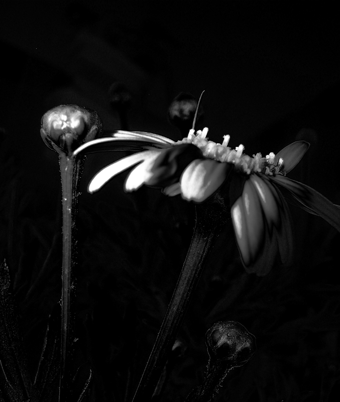 Daisy petals II