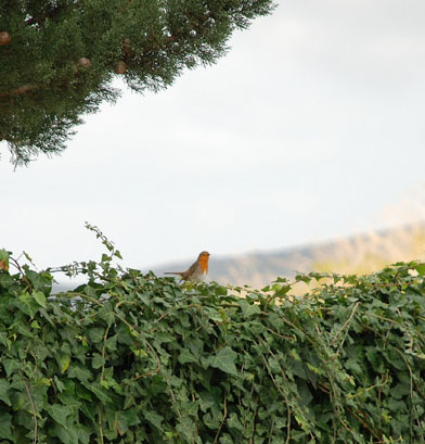 Pettirosso