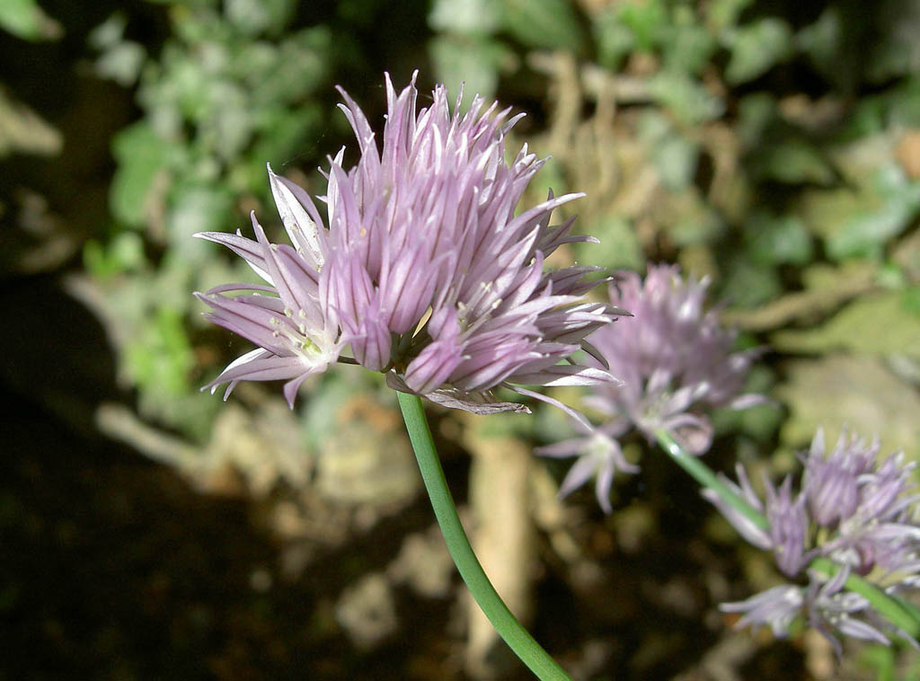 erba cipollina