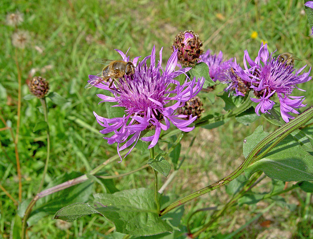 fiori di campo