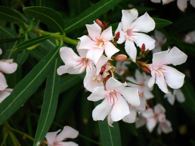 fiori