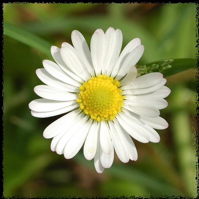 margherita di prova