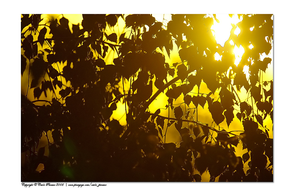 Controluce