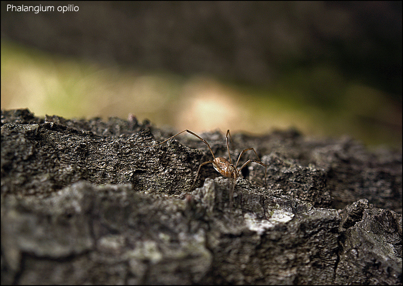 Phalangium opilio