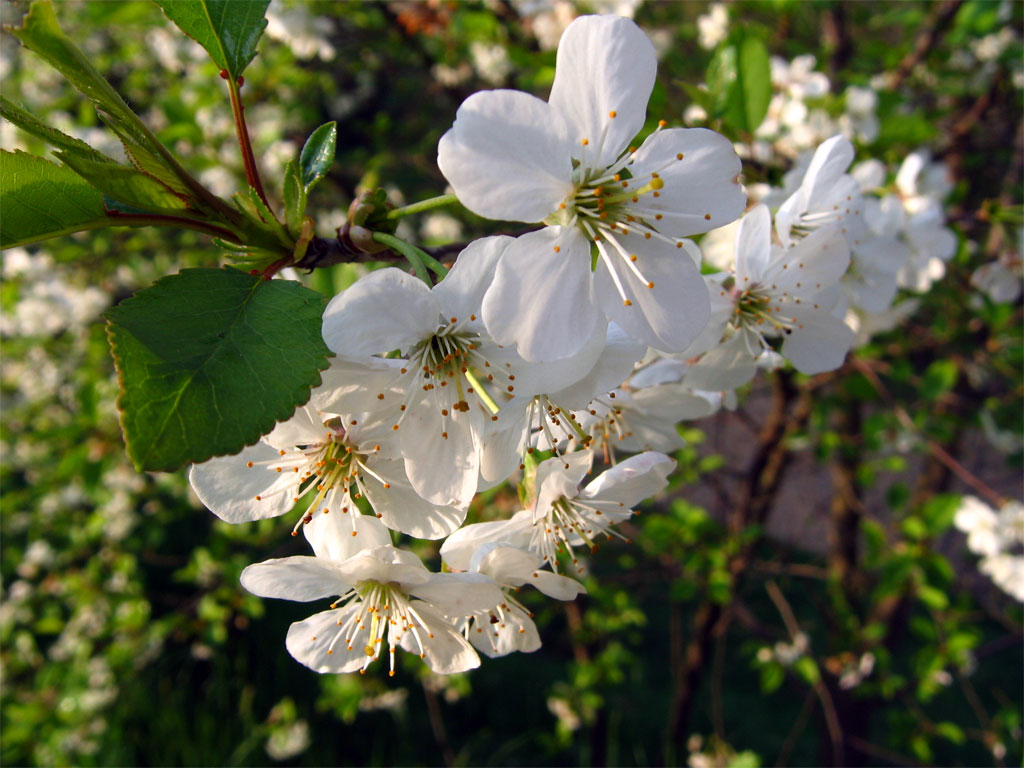 Fiori 002