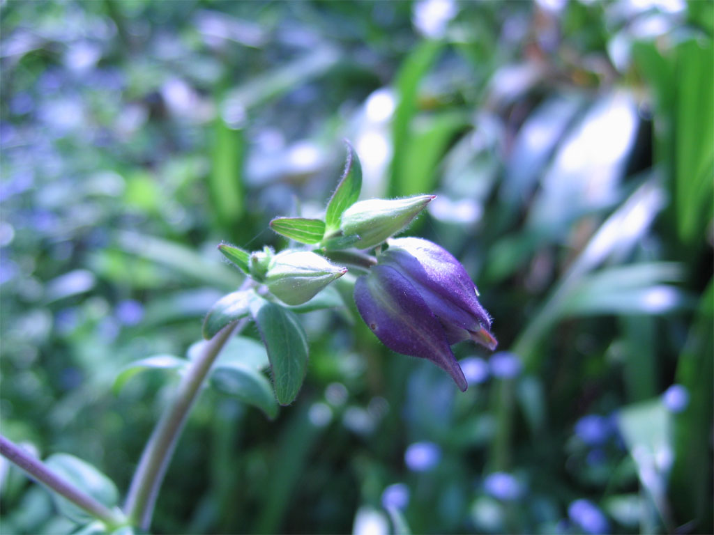 Fiori 017