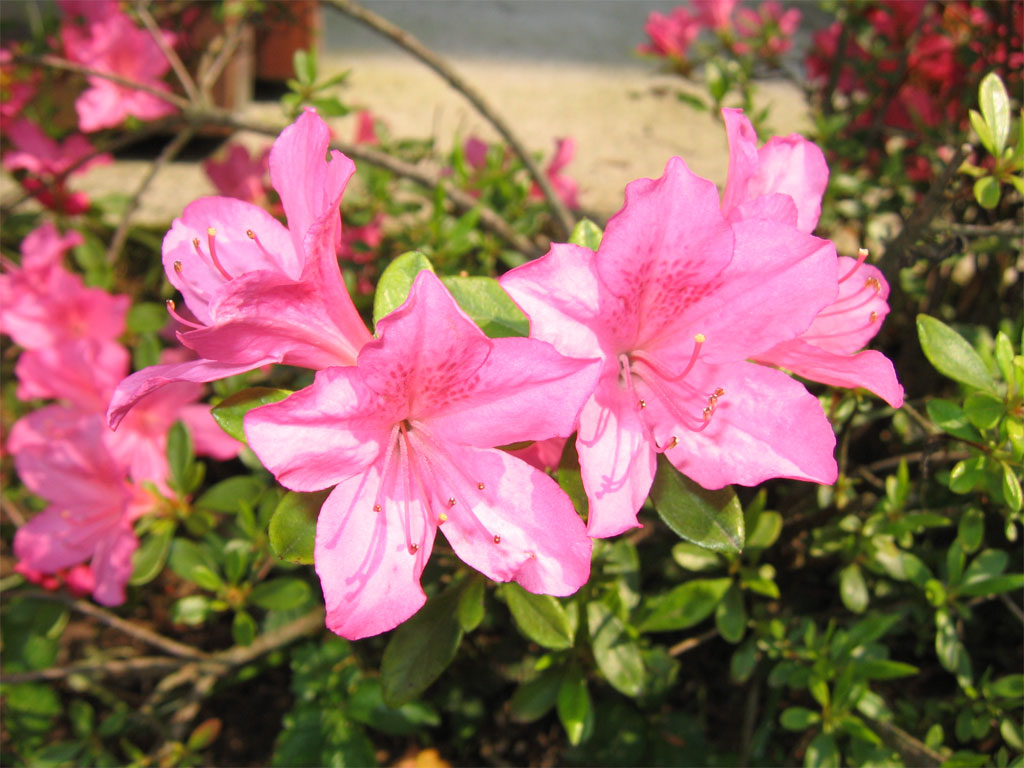 Fiori 057