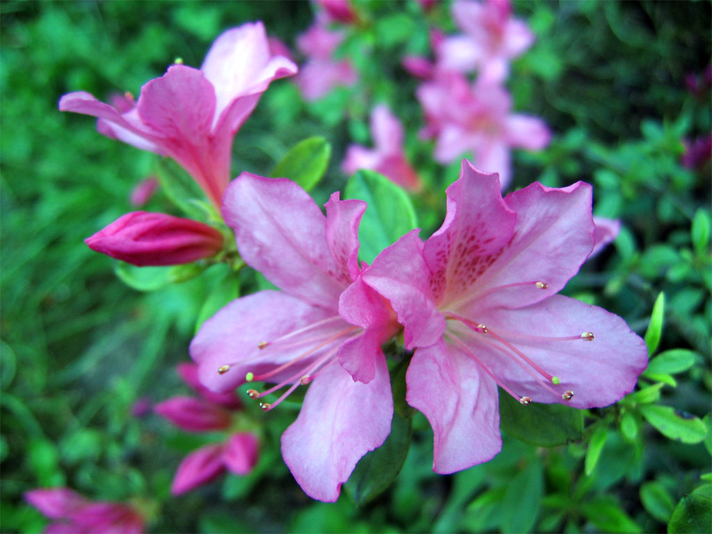 Fiori 023