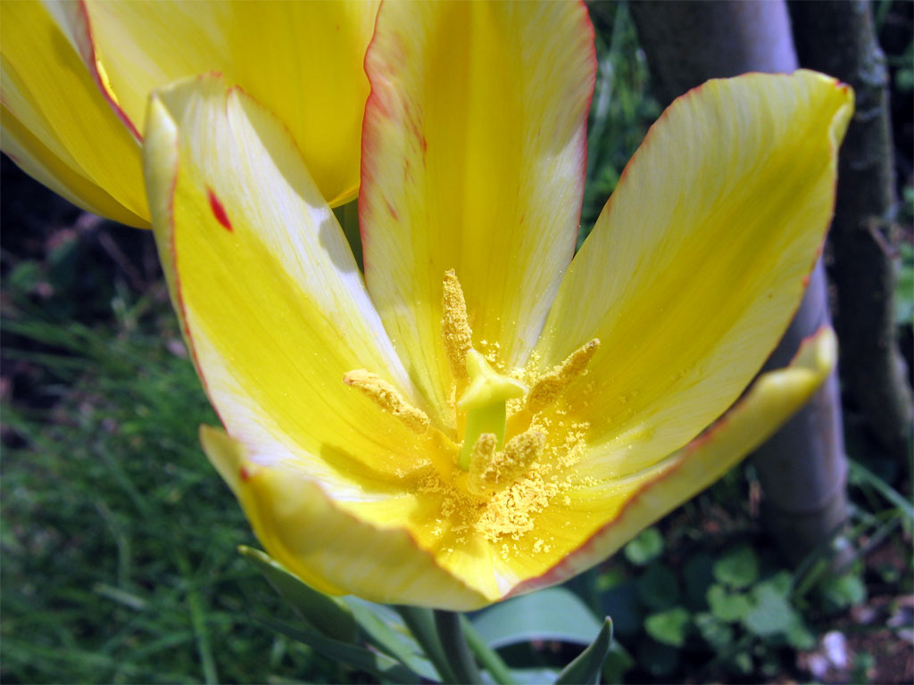 Fiori 071