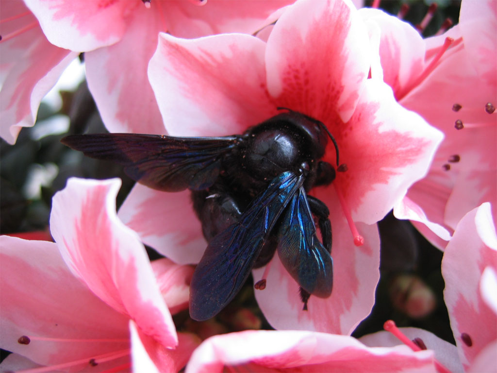 Fiori 112