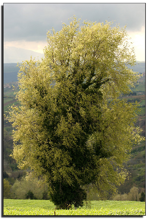 Albero