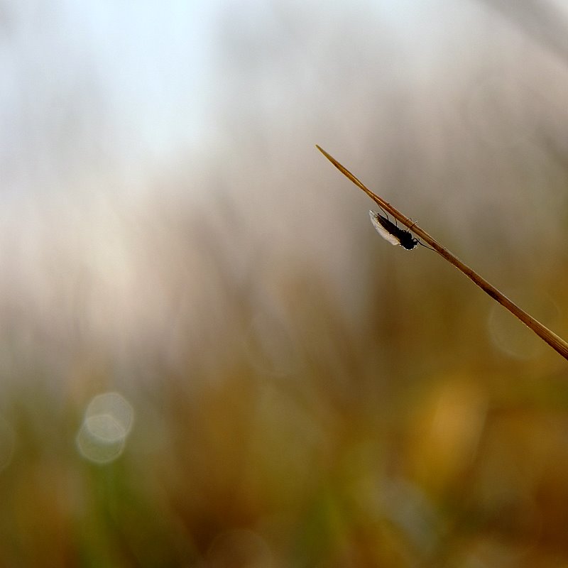 geometria semplice
