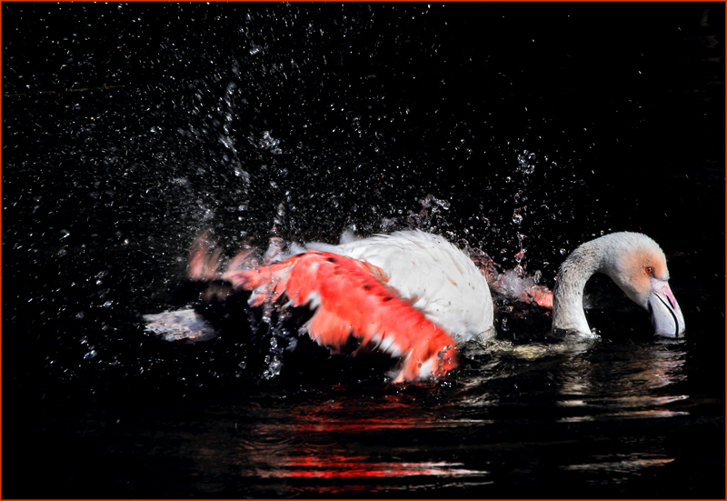 Flamingo#2