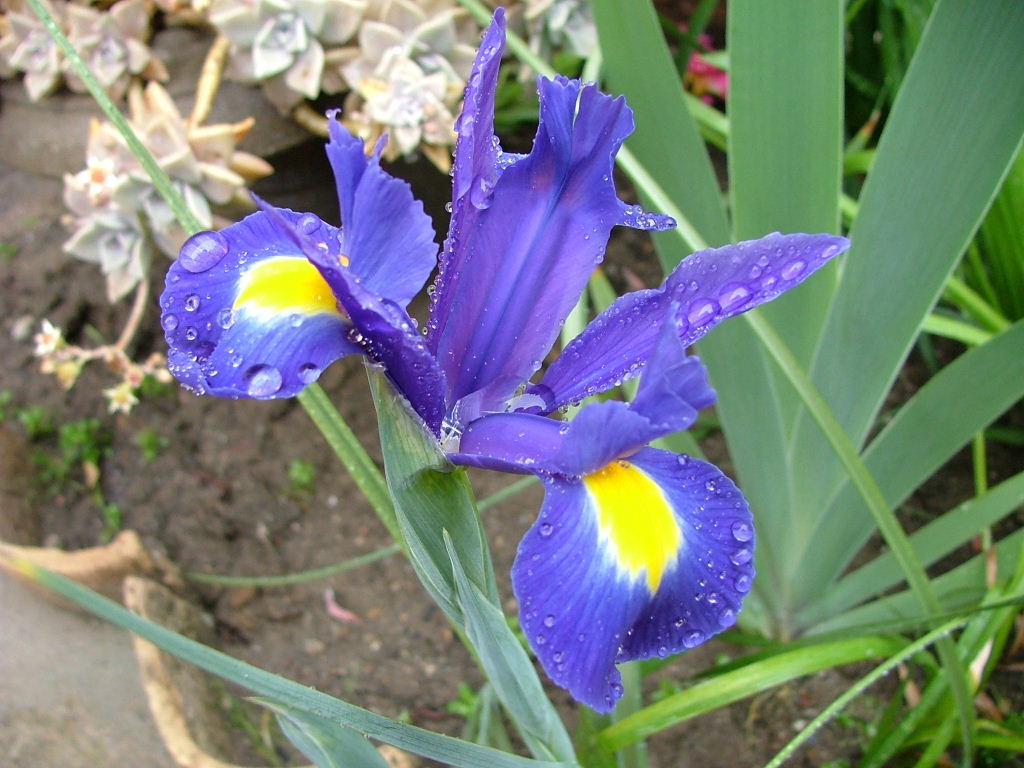 fiore