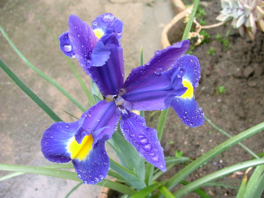 fiore2