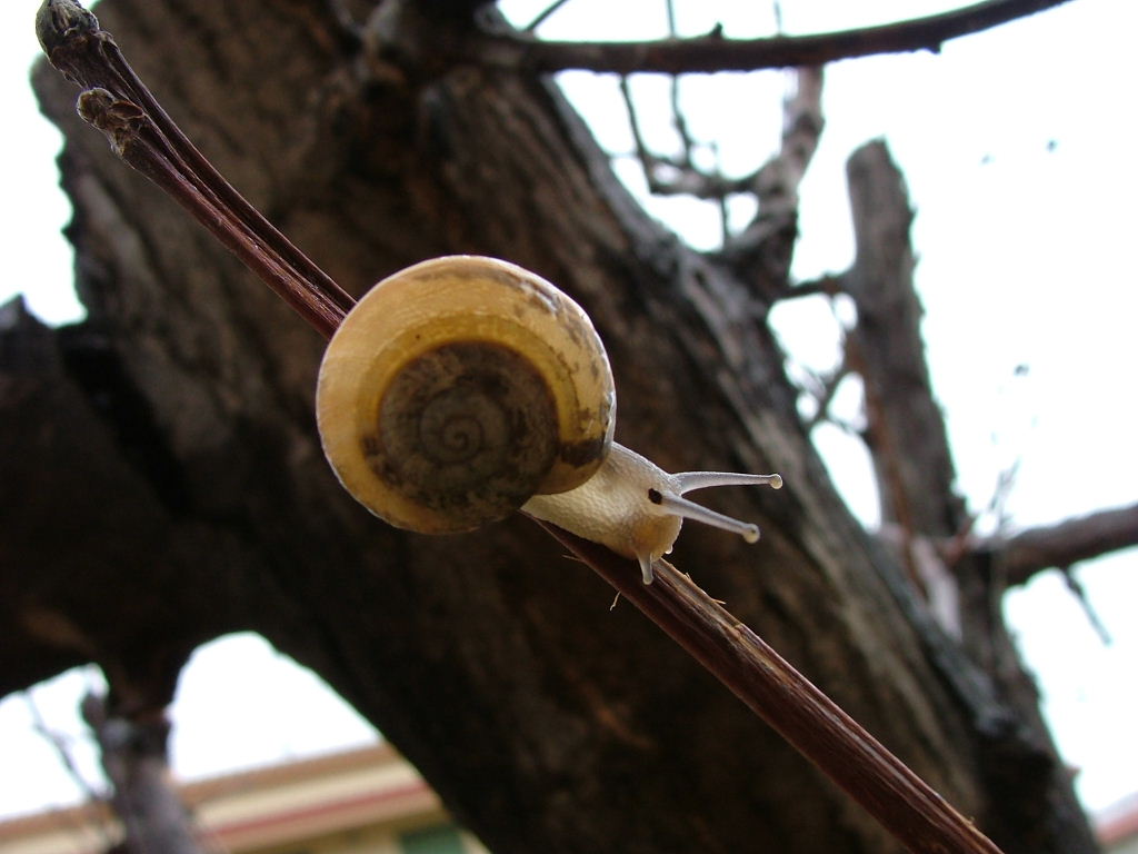 luma