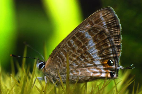 Farfalla 01