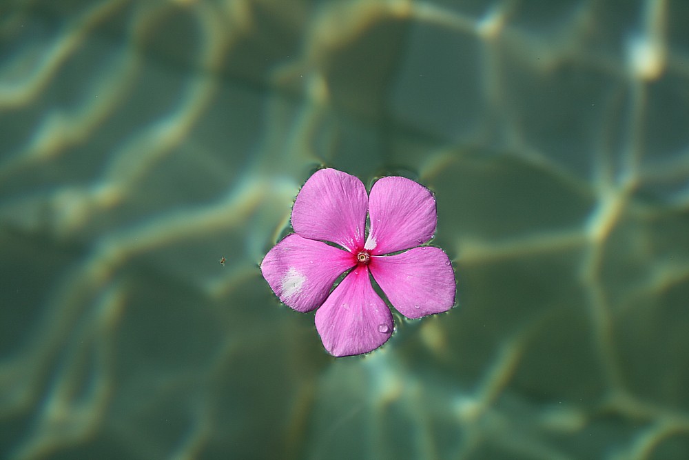 Fiore in acqua