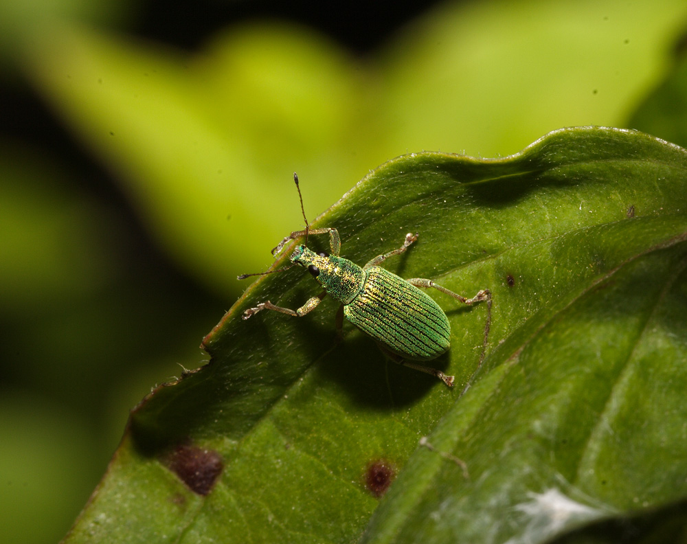 scarabeo?