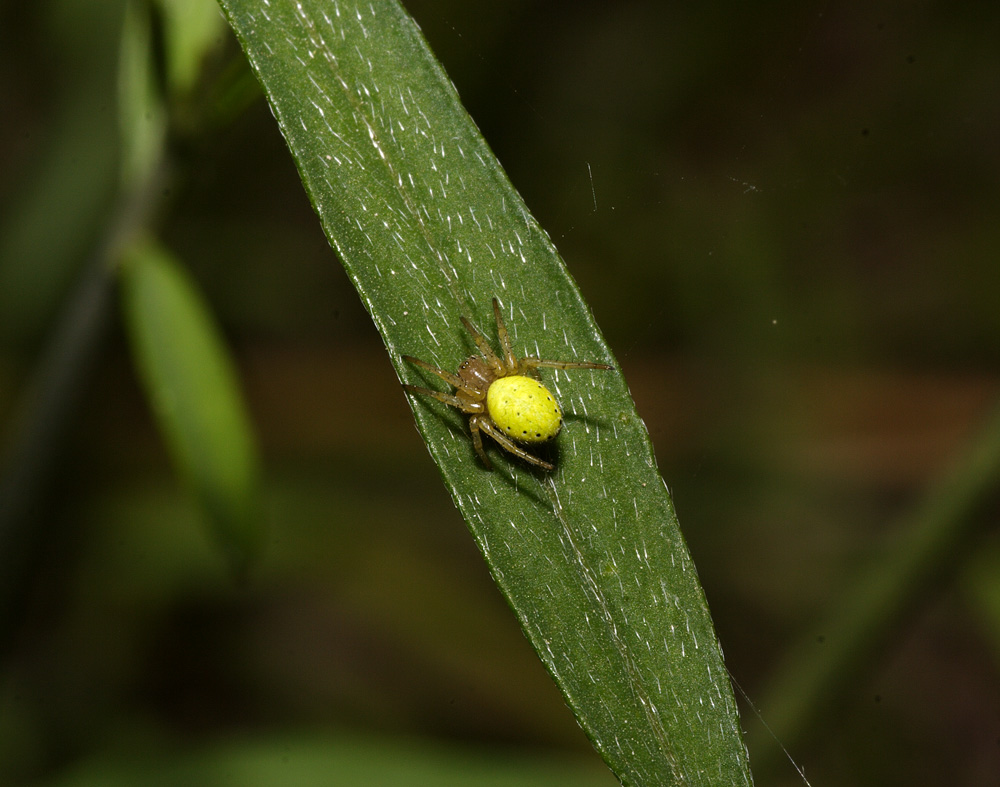 ragno giallo