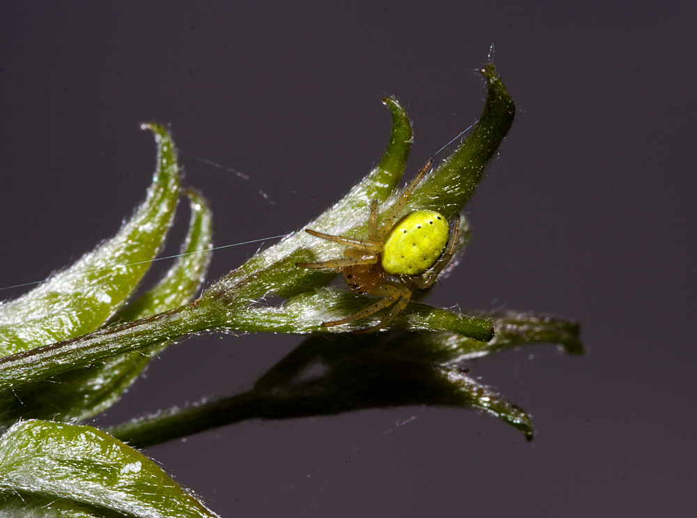 ragno giallo su foglia