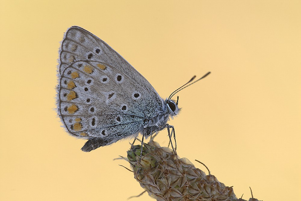 Lycenide