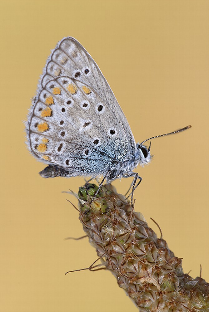 Lycenide