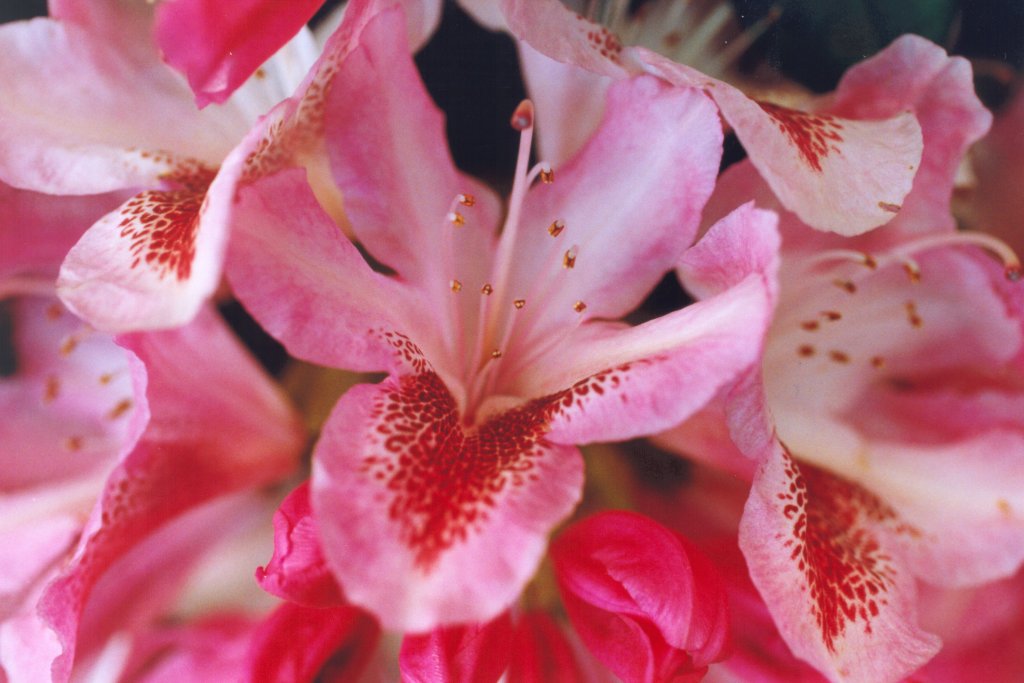 Macro 4