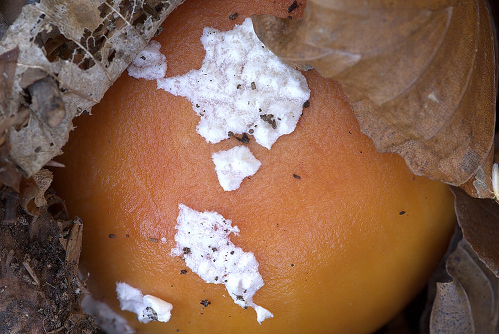 Amanita Muscaria