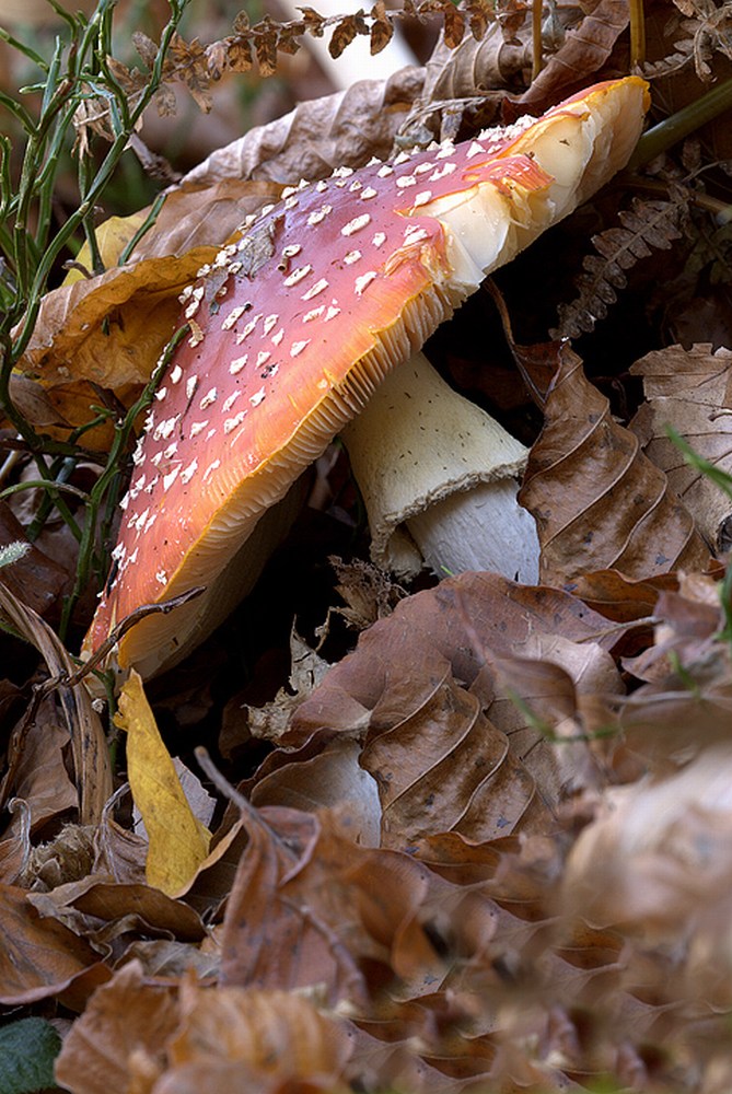 Amanita Muscaria