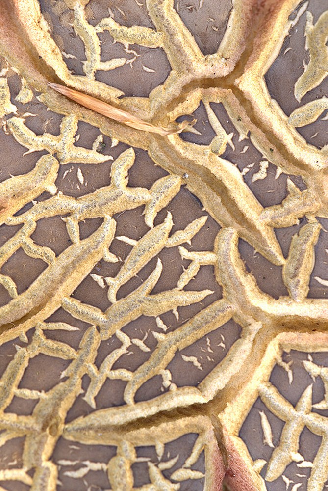 Pattern di Boletus